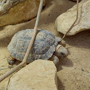 Speckled tortoise - Chersobius signatus