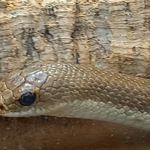 Blonde hog nose snake - Leioheterodon modestus