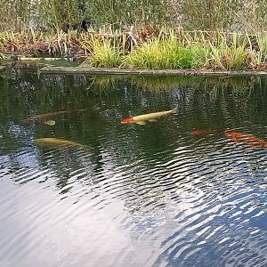 Koi's