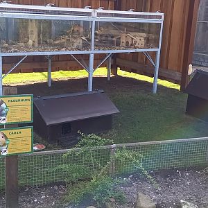 Mouse-city and Guinea-pig enclosure at the keepers-area