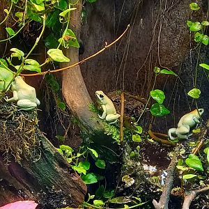 Golden poison frogs - Phyllobates terribilis