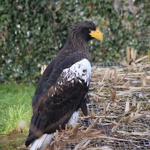 Steller's sea-eagle