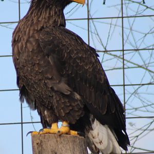 Steller's sea-eagle - brown morph