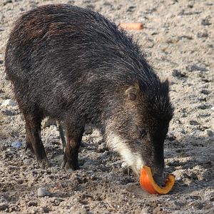 Southern white-lipped peccary