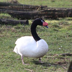 Black-necked swan