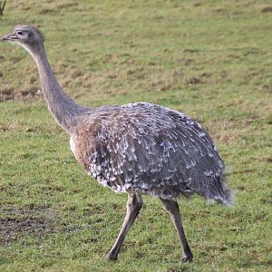 Lesser rhea