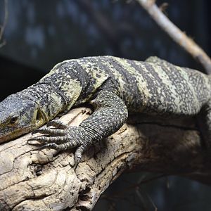 Gray's Monitor
