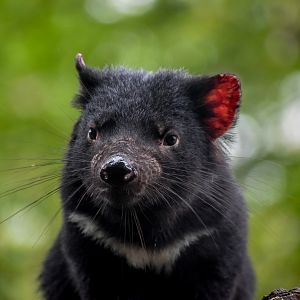 Tasmanian Devil Joey