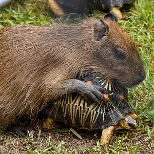 Capybara pup sitting on Radiated Tortoise