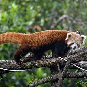 Red Panda