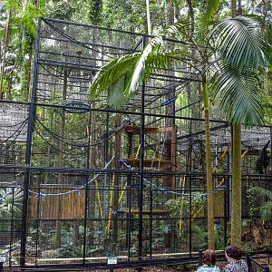 New Siamang Enclosure