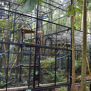 New Siamang Enclosure