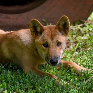 Dingo Pup