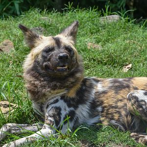 African Wild Dog