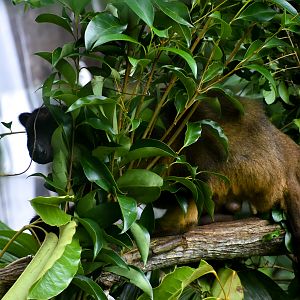 A shy Lumholtz's Tree-Kangaroo