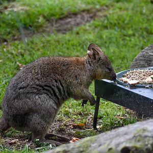 Quokka Breakfast