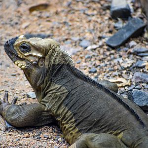 Rhinoceros Iguana