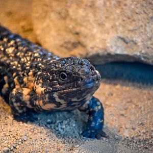 Shingleback
