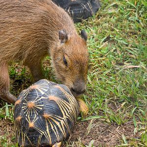 Capybara Pup and Radiated Tortoise