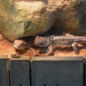 Central Netted Dragons