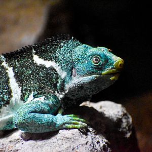 Fijian Crested Iguana