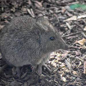 Long-nosed Potoroo