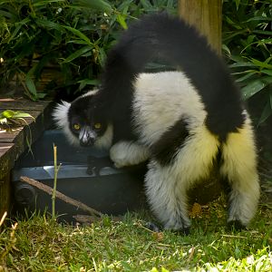 Black-and-white Ruffed Lemur