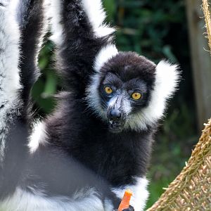 Black-and-white Ruffed Lemur