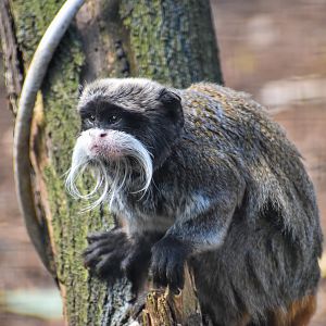 Emperor Tamarin