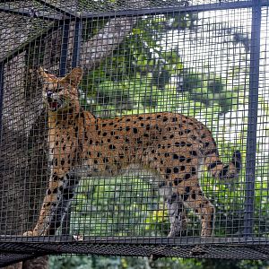 Serval using aerial walkway