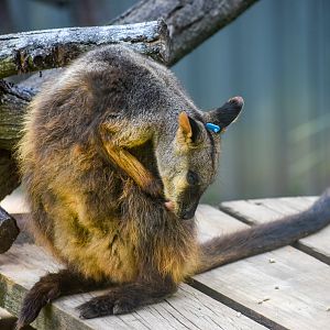 Brush-tailed Rock Wallaby