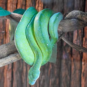 Green Tree Python