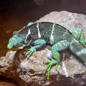Fijian Crested Iguana