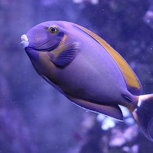 Bariene surgeonfish (Acanthurus bariene)