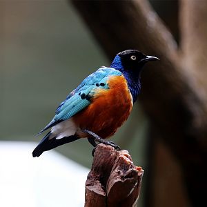 Superb Starling