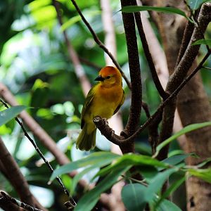 Taveta Weaver (Ploceus castaneiceps)