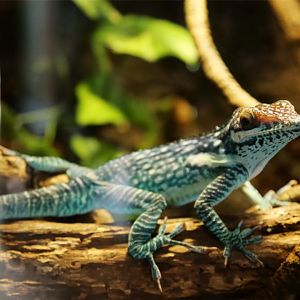 Smallwood's Anole (Anolis smallwoodi)