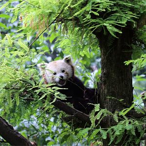Red Panda