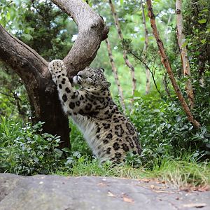 Snow Leopard Rubbing the Tree