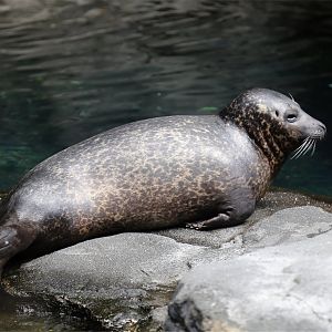 Harbor Seal