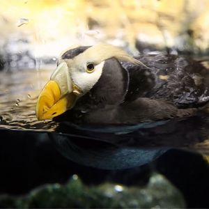 Tufted Puffin (Fratercula cirrhata)