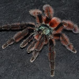 Antilles pinktoe tarantula (Caribena versicolor)