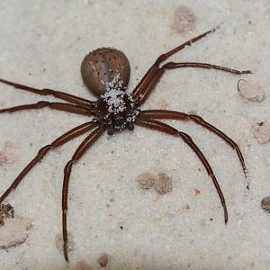 Chilean six-eyed sand spider (Sicarius thomisoides)