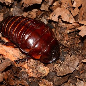Giant burrowing cockroach (Macropanesthia rhinoceros)