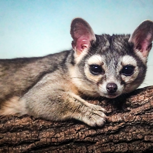 Feb. 2022 - Night Hunters - Ringtail