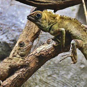 Bell's Anglehead Lizard (Gonocephalus bellii)