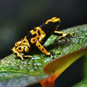 Yellow-banded Poison Dart Frog (Dendrobates leucomelas)
