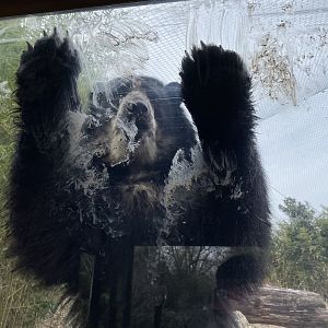 Andean Bear Encounter January 2022