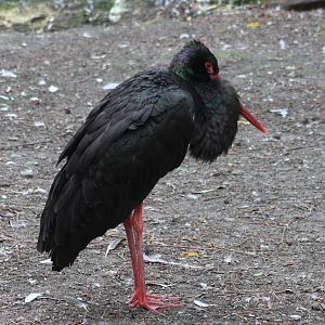 Black stork