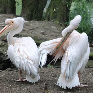 Great white pelicans